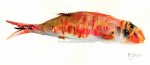 Red Mullet